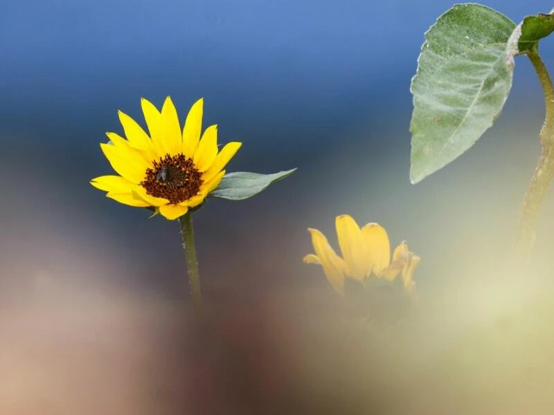 Sonnenblume - Wetter im Südwesten