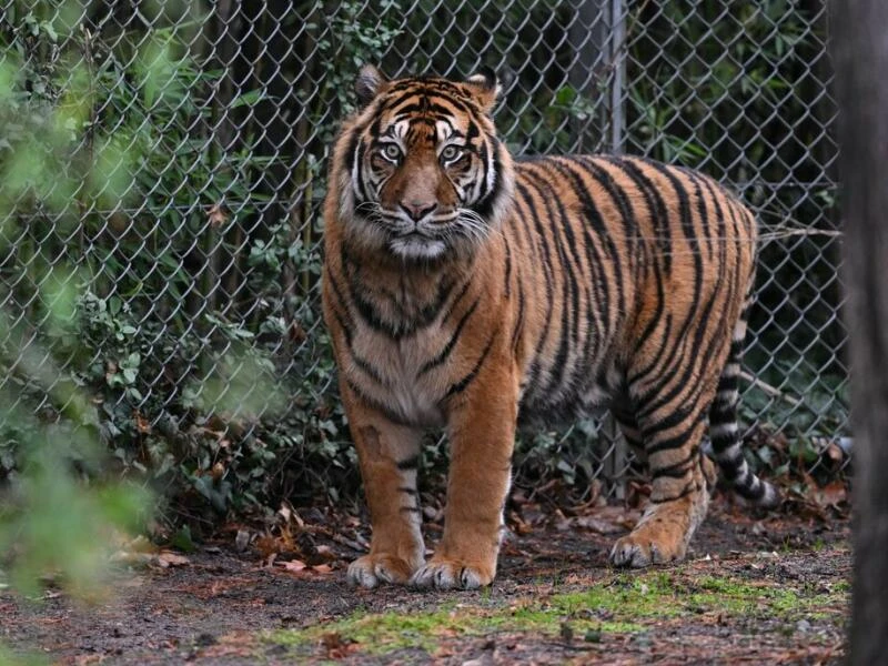 Sumatra-Tiger