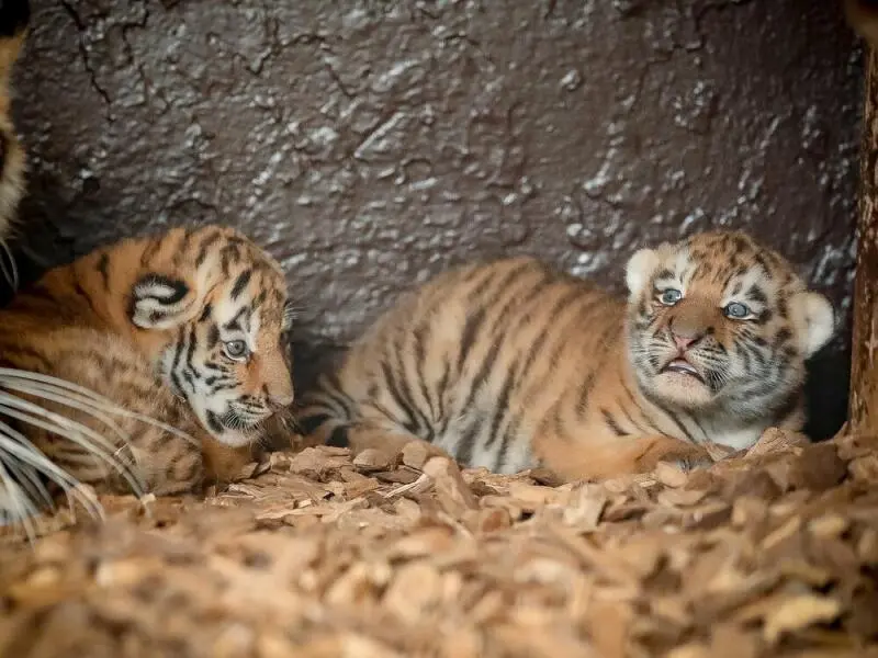 Tigerzwillinge im Tierpark Ströhen