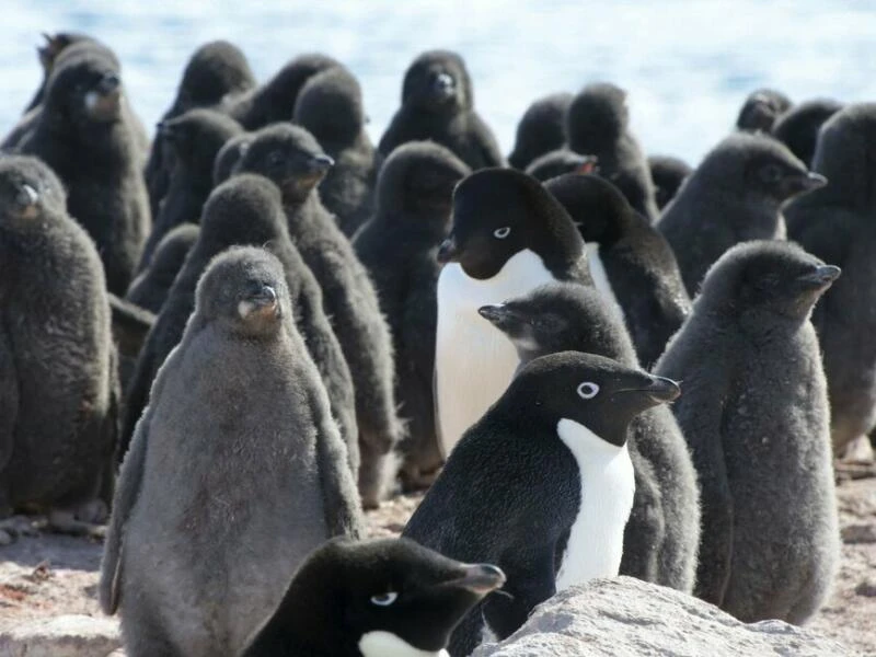 Adeliepinguine