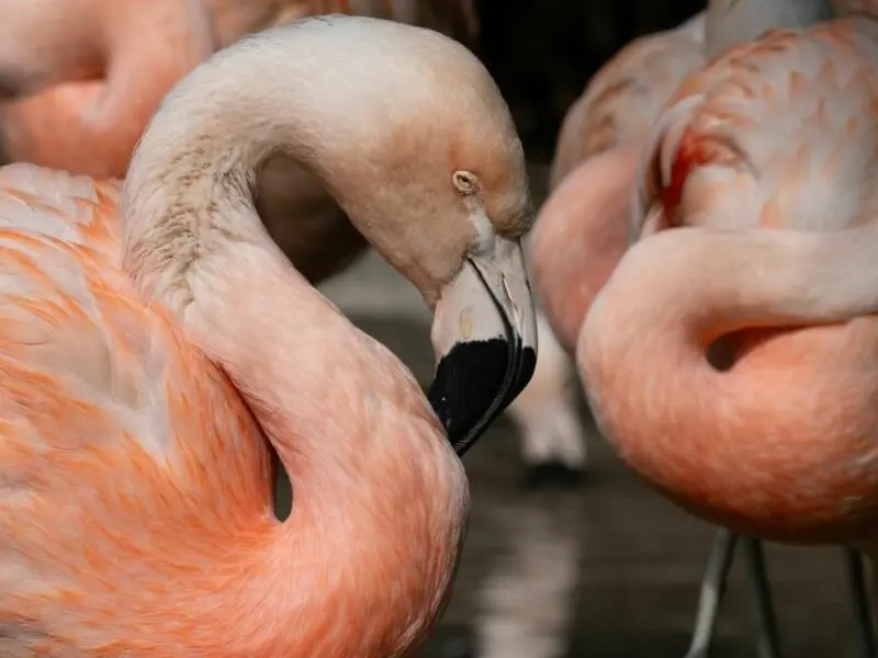 Flamingos im Zoo Frankfurt