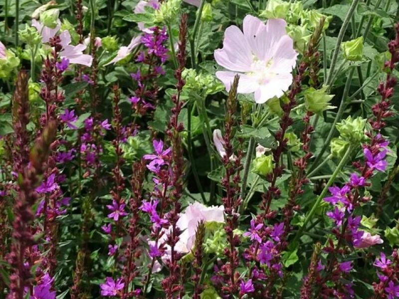 Blutweiderich (Lythrum salicaria) und Malven