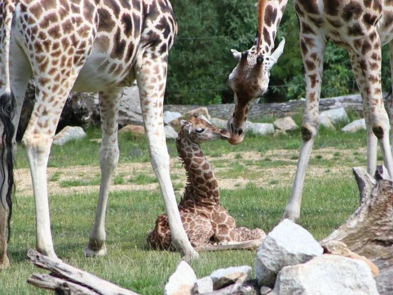 Giraffen-Baby in Berliner Tierpark