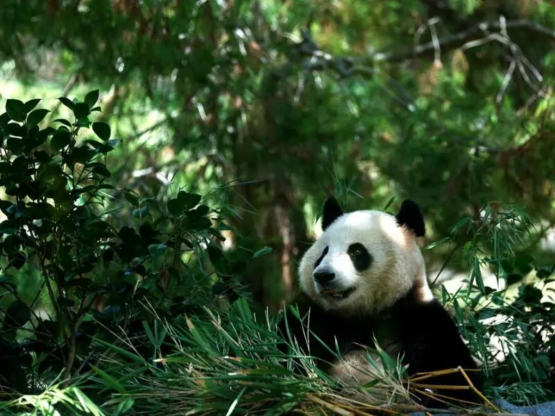 «Panda Ridge» im San Diego Zoo