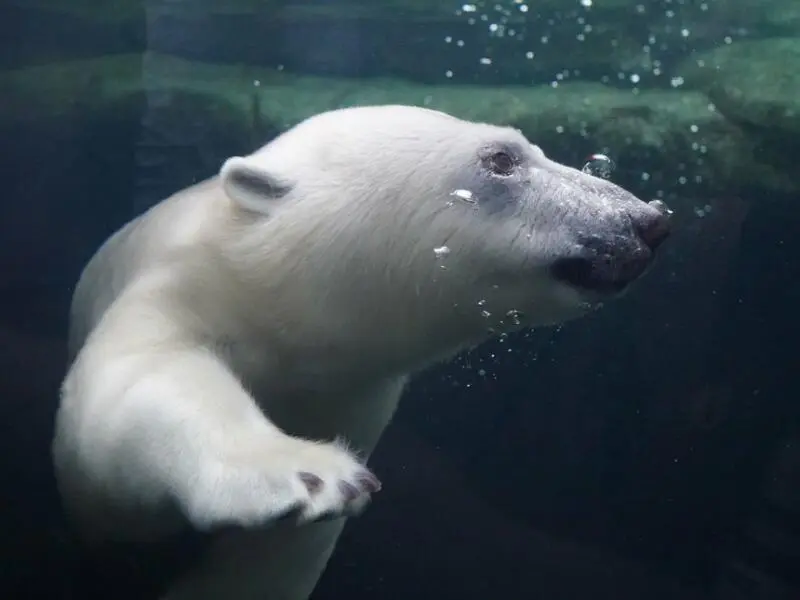 Geburtstagsfeier für Hagenbecks Eisbärenmädchen Anouk