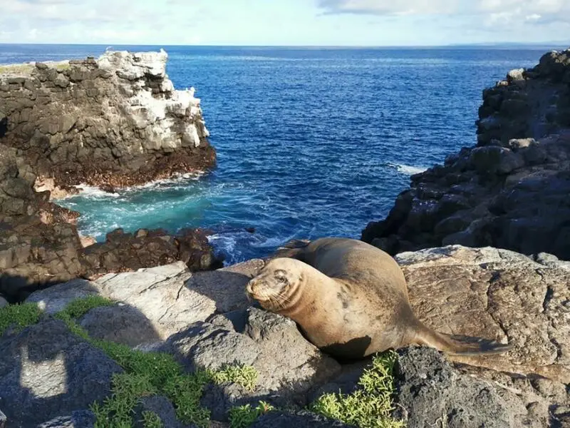 Galápagos Seelöwe