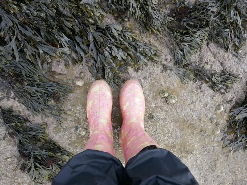 Mit Gummistiefeln bei der Algenernte in Schottland