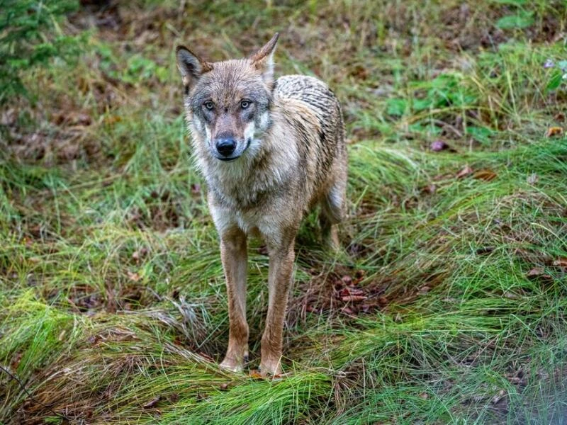 Wölfe im Nationalparkzentrum Falkenstein