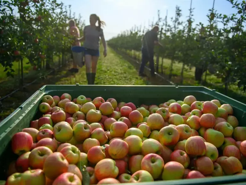 Apfel-Ernte