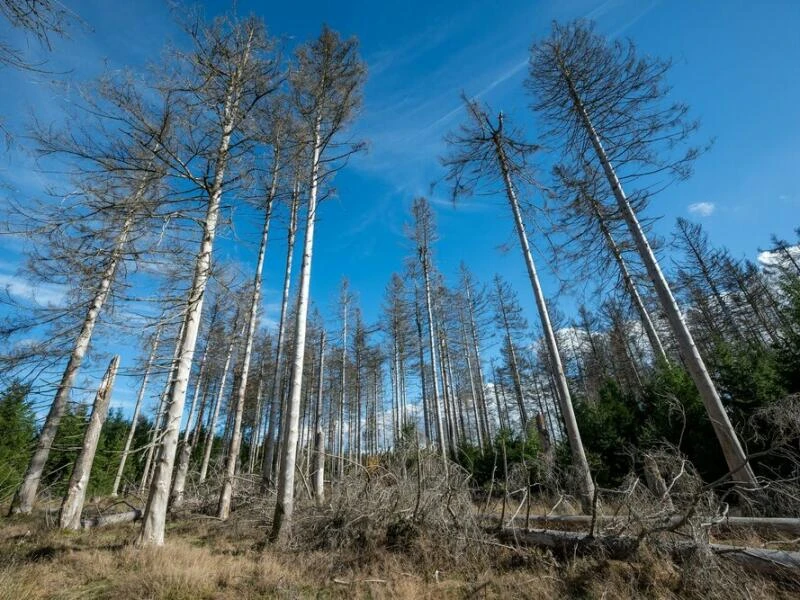 Nationalpark Hunsrück-Hochwald