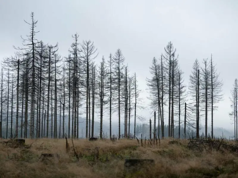 Borkenkäferschäden im Harz