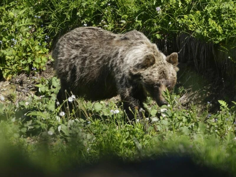 Braunbär in der Slowakei