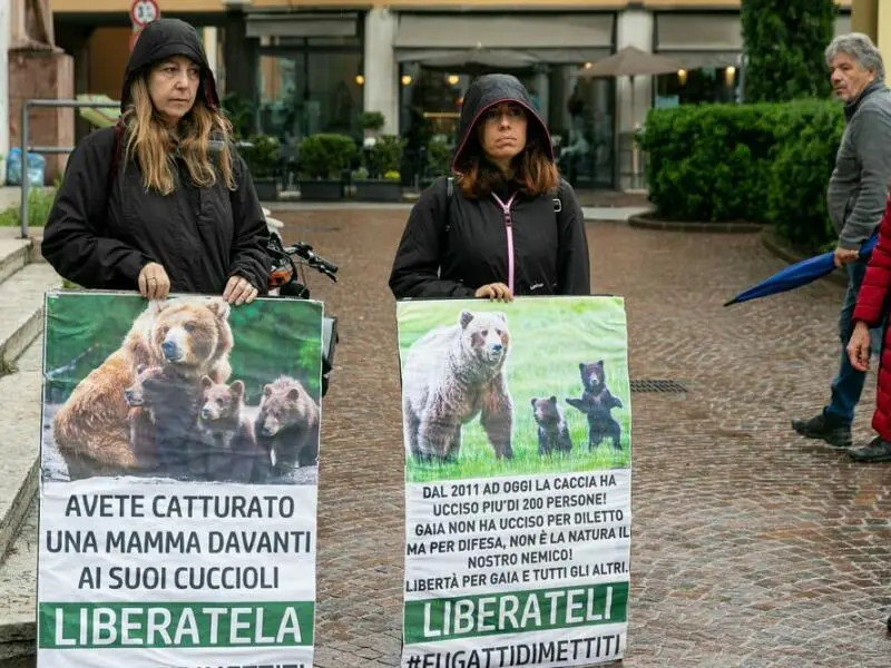 Italien: Entscheidung über Abschussbefehl für Bärin JJ4 vertagt