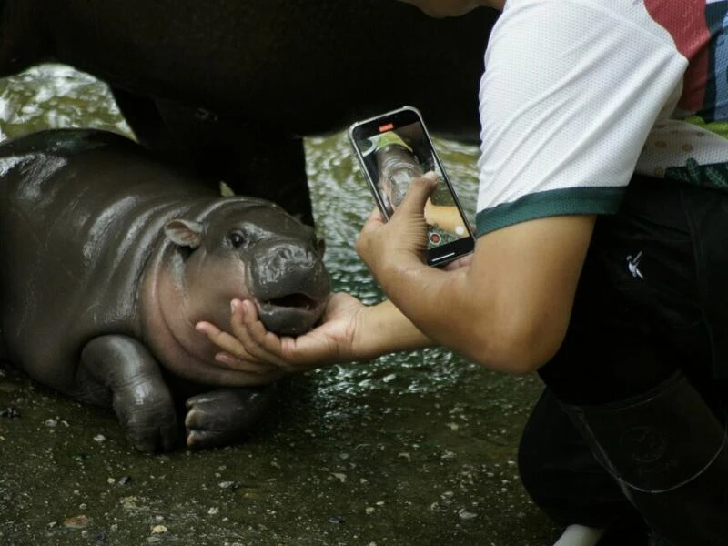 Zwergflusspferd Moo Deng in Thailand