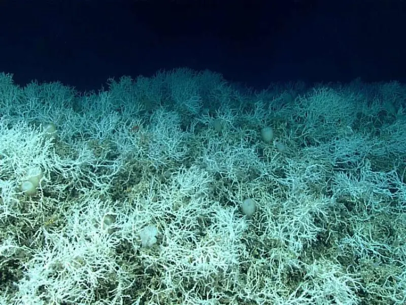 Riesiges Kaltwasser-Korallenriff