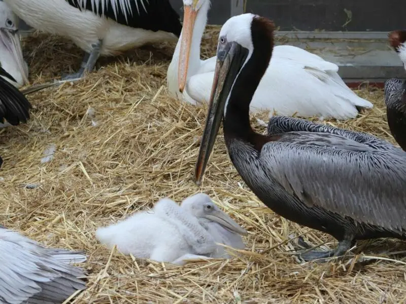 Männliches Pelikan-Pärchen adoptiert Küken im Tierpark Berlin