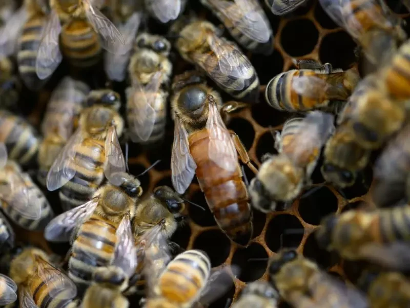 Bienenkönigin