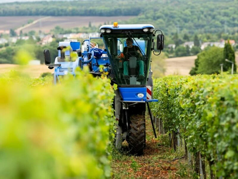 Beginn der Weinlese in Thüringen