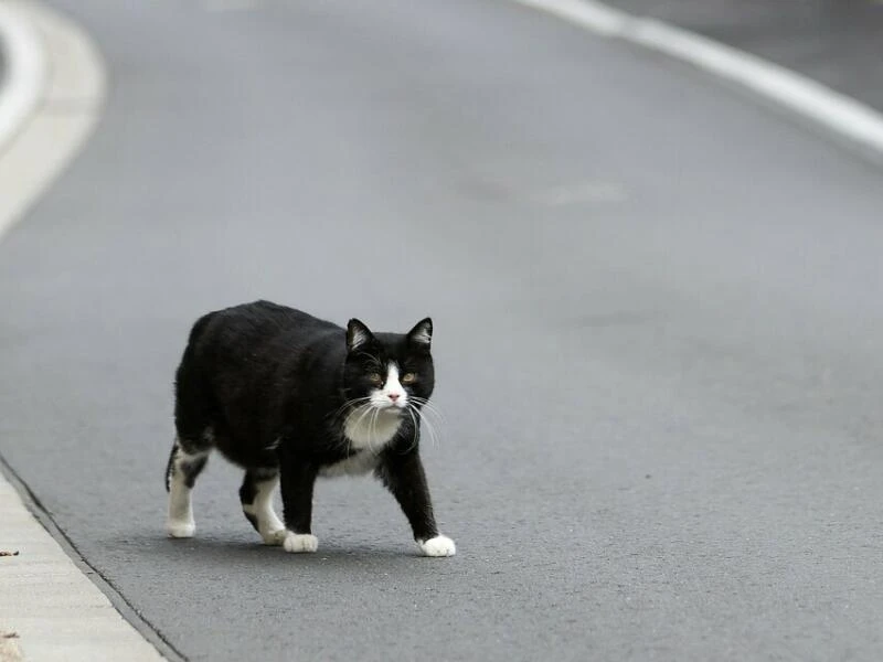 Landtag befasst sich mit Streunerkatzen