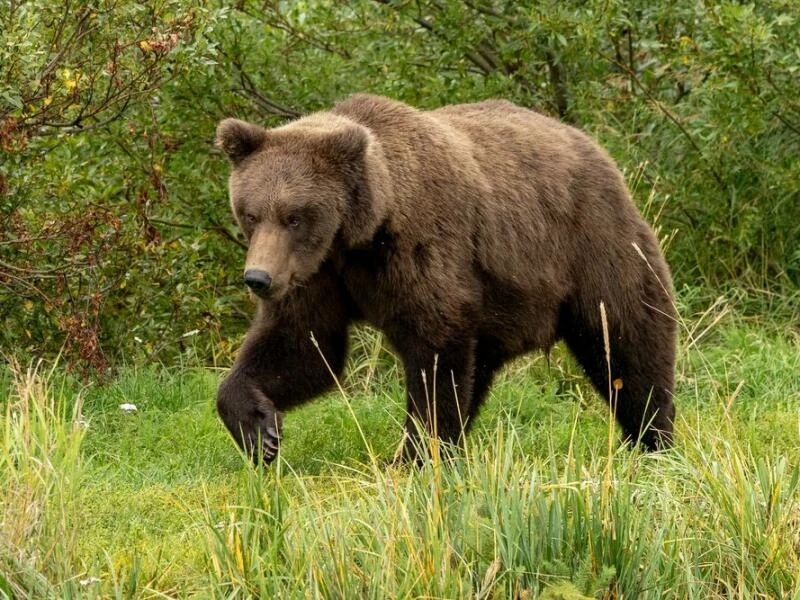 «Fat Bear»-Wahl