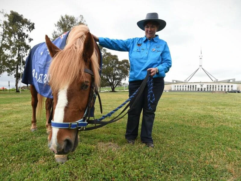 Australisches Wildpferd