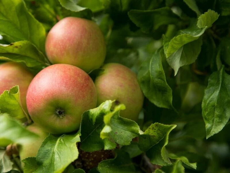 Äpfel an einem Apfelbaum