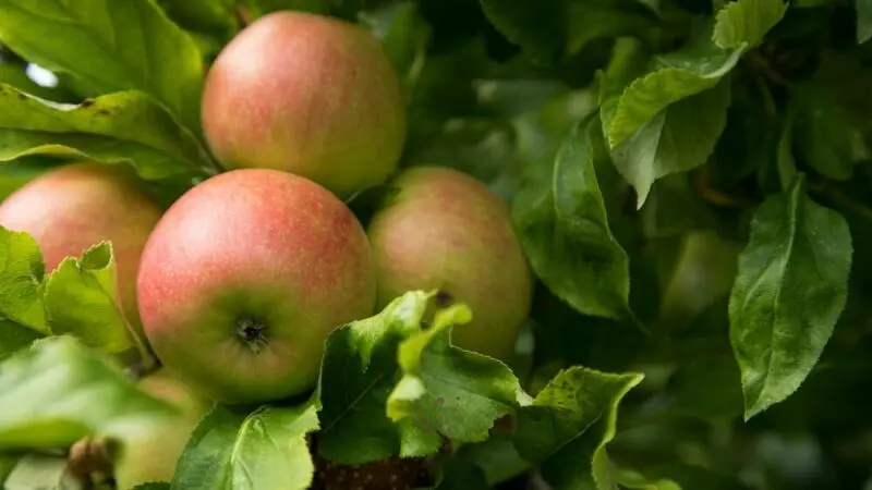 Äpfel an einem Apfelbaum