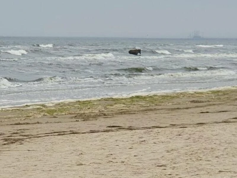 Elch steht in der Ostsee nahe Ahlbeck