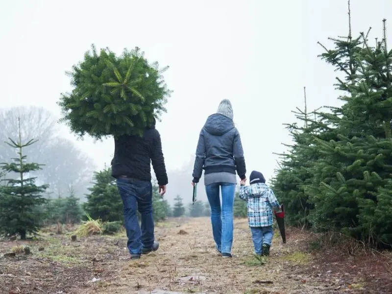 Kleine Familie transportiert Tannenbaum
