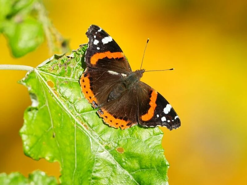 Symbolfoto: Sonnenschein und warme Temperaturen