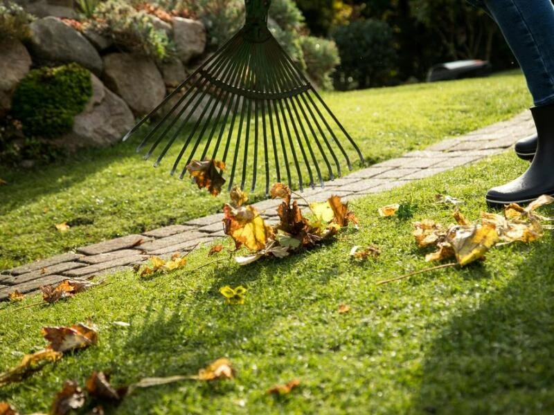 Herbstlaub den Pflanzen zurückgeben