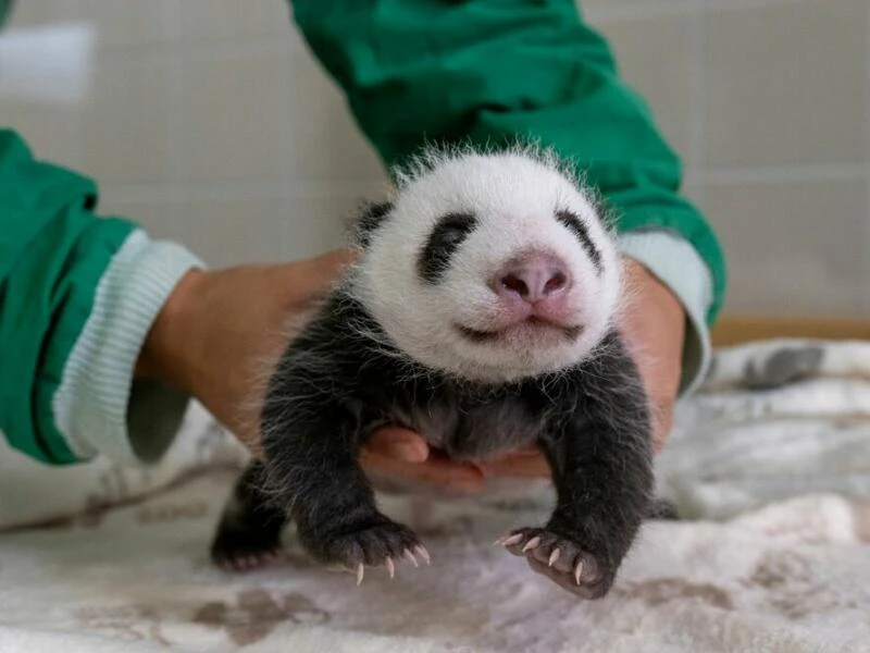 Panda-Zwillinge im Berlin Zoo