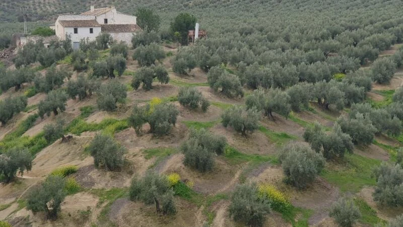 Ein Olivenhain in Andalusien