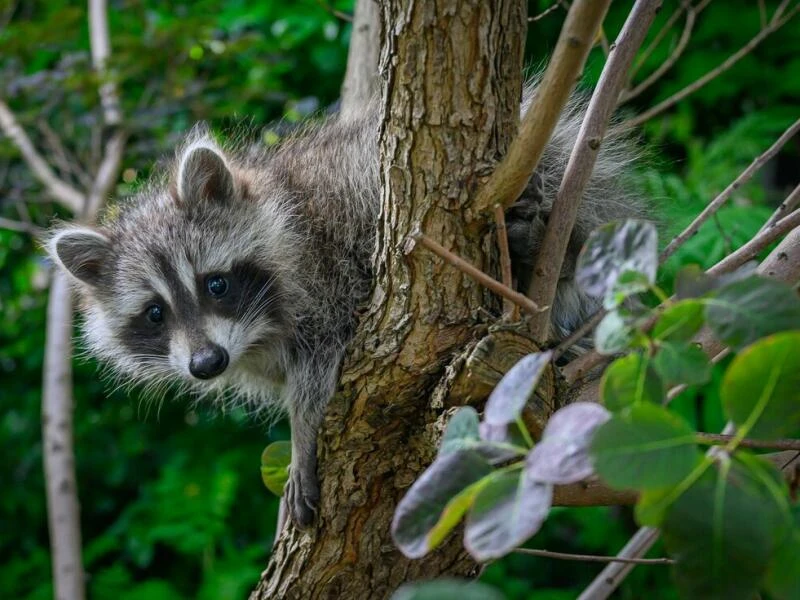 Waschbär