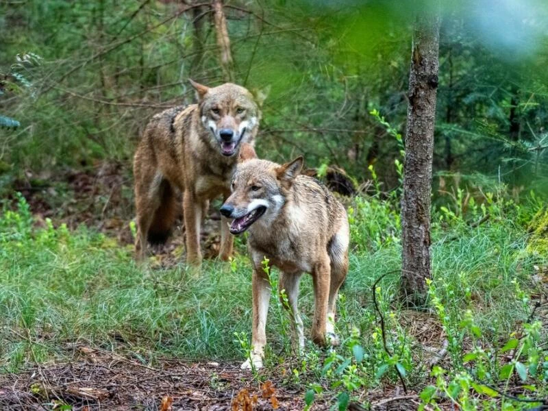 Wölfe im Nationalparkzentrum Falkenstein