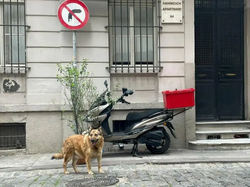 Straßenhund in der Türkei