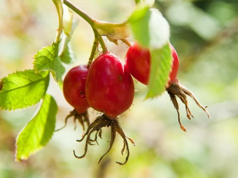 Früchte der Weichen Rose