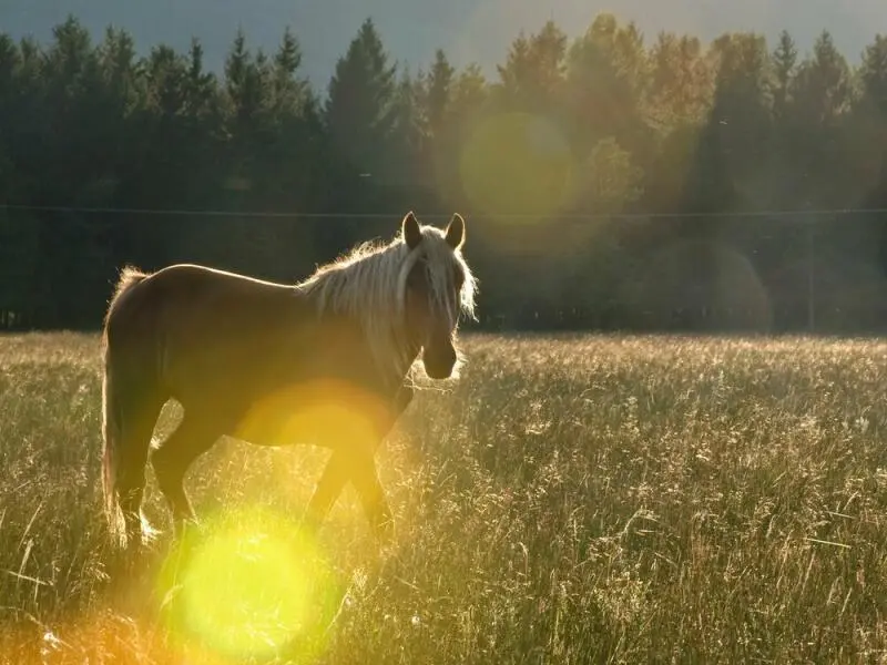 Ein Haflinger steht am Abend auf der Weide