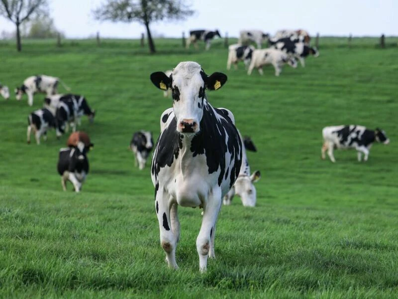 Weideaustrieb in der Milchwirtschaft