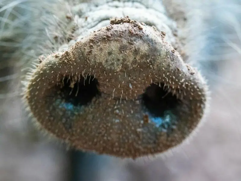 Wildschwein auf Tauchstation