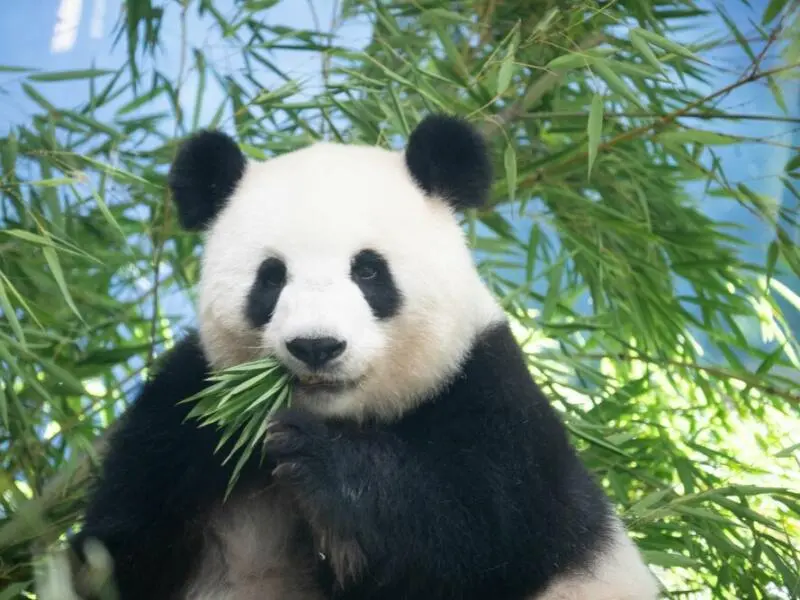 Panda-Nachwuchs im Berliner Zoo erwartet