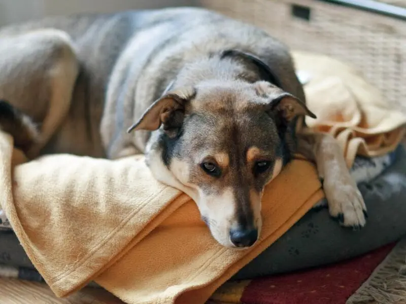 Hund liegt in einem Körbchen