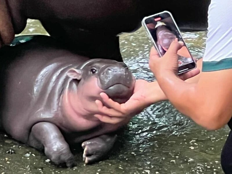 Zwergflusspferd Moo Deng in Thailand