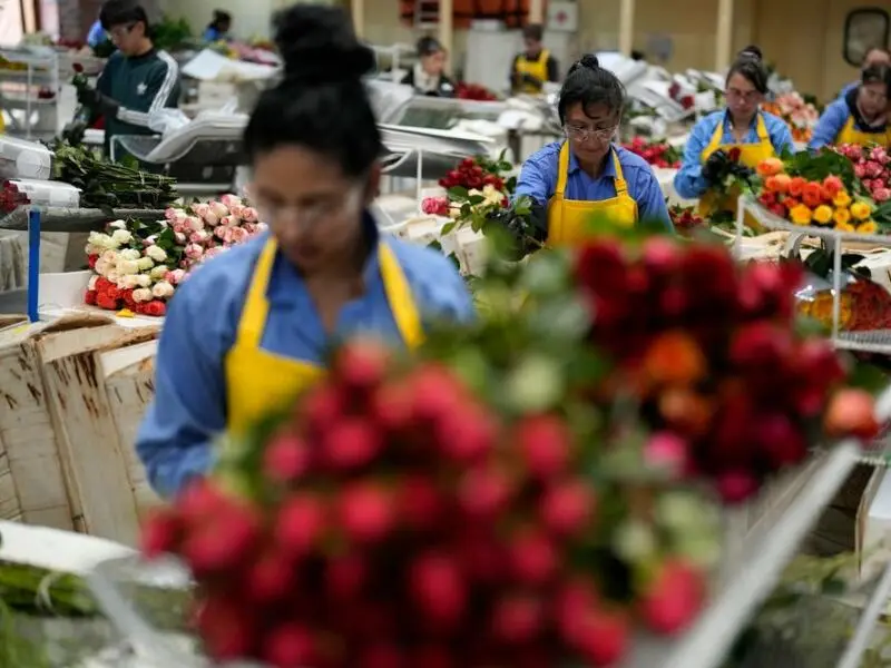 Blumenproduktion in Kolumbien