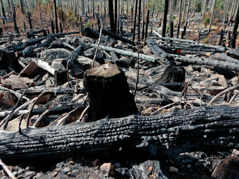 Nach Waldbrand am Königsberg