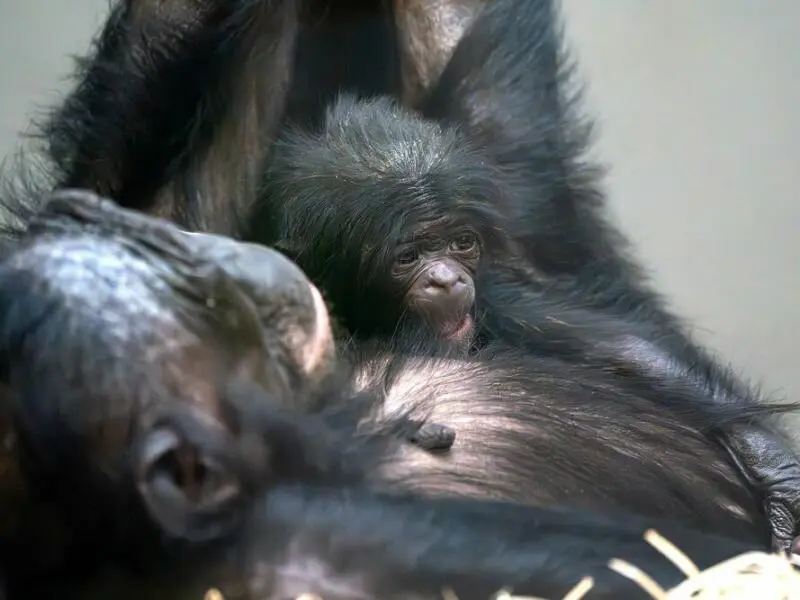 Bonobo-Nachwuchs in der Wilhelma