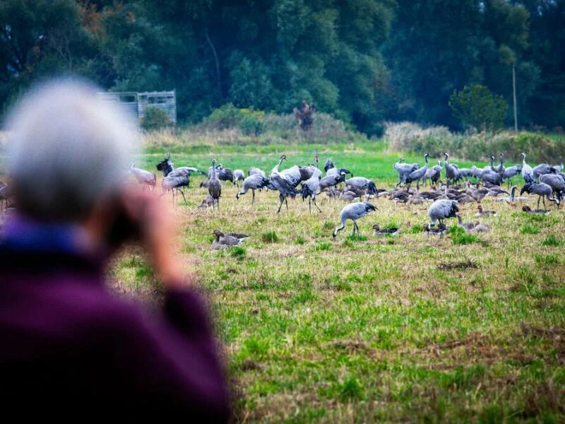 Erste Kraniche machen Rast im Norden