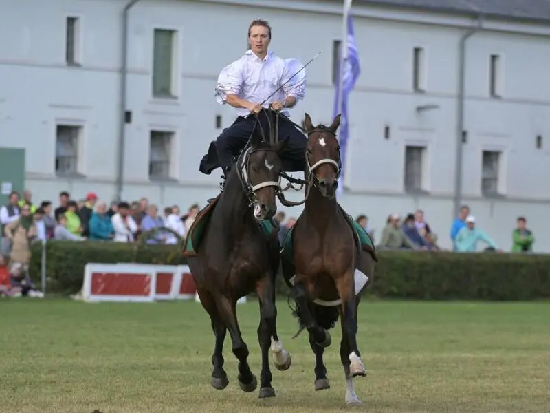 Neustädter Hengstparade 2023