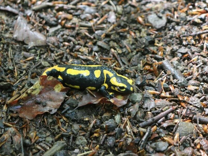 Feuersalamander auf dem Urwaldsteig am Edersee