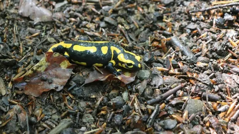 Feuersalamander auf dem Urwaldsteig am Edersee